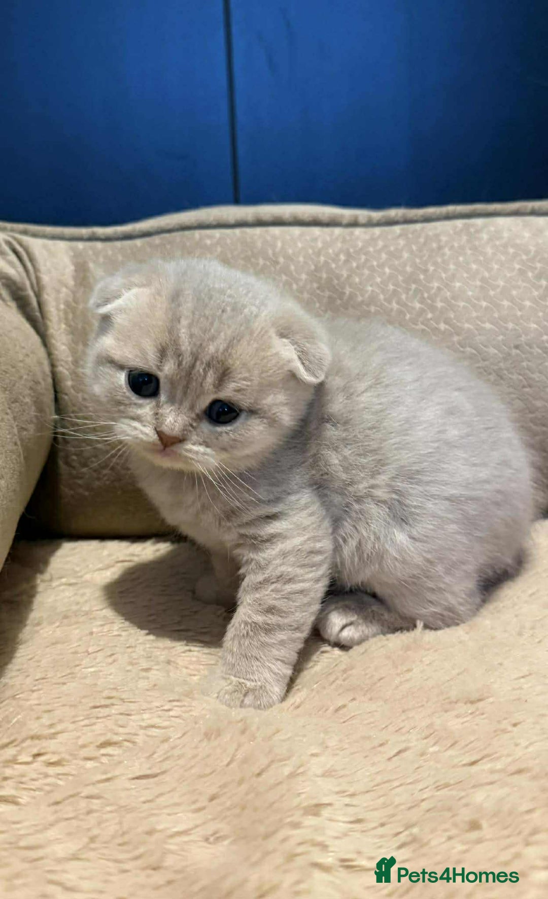 Scottish Fold cats for sale: Scottish Fold/Straight Kittens - Advert 7