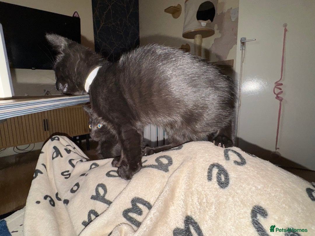 Mixed Breed cats for sale: Melanistic bengals/siamese’s (bengalese) - Advert 36