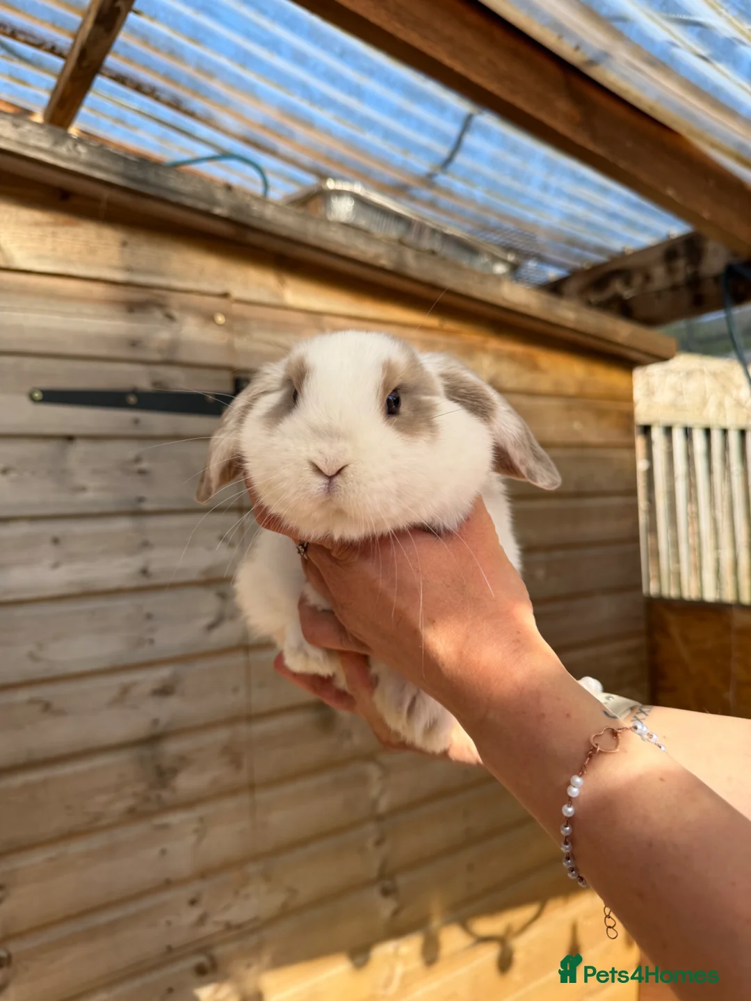 Mini Lop rabbits for sale: Male mini lops - Advert 2