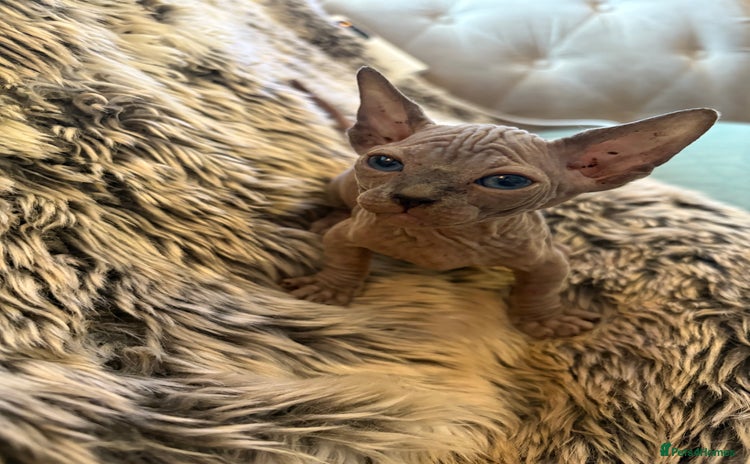 Sphynx cats - Advert 3