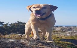 Labrador Retriever dogs for sale: Chunky KC Registered Labrador puppies - Image 9