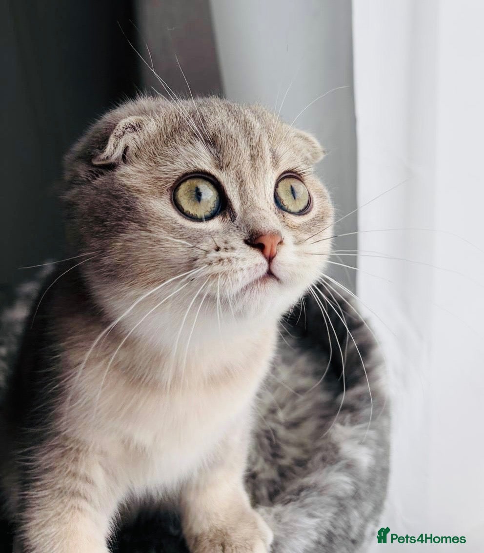 Scottish Fold cats 😻Last Stunning Scottish fold girl❤️😍😻 - Advert 20