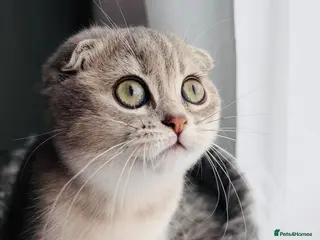 Scottish Fold cats 😻Last Stunning Scottish fold girl❤️😍😻 - Advert 20