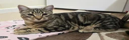 Savannah cats for sale: Savanna cat 7months in Saint Leonards-on-sea - Advert 2