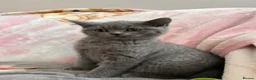 British Shorthair cats for sale: British Shorthair Kittens in Rochester - Advert 13