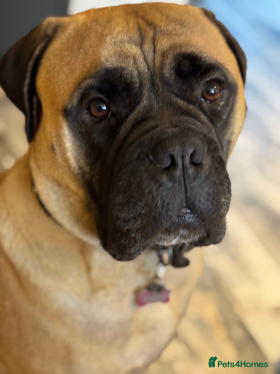 Bullmastiff dogs for sale: Beautiful Pedigree Puppies - Advert 18