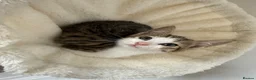 Mixed Breed cats for sale: Posey, female mixed breed - Advert 5
