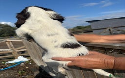 Sprocker dogs for sale: Sprocker  - Image 18