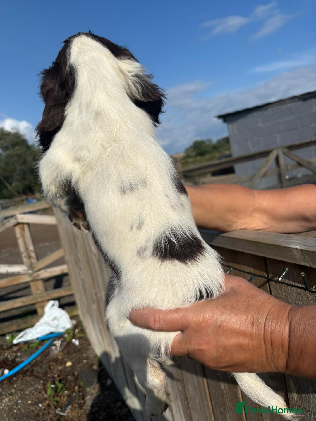 Sprocker dogs for sale: Sprocker  - Image 18