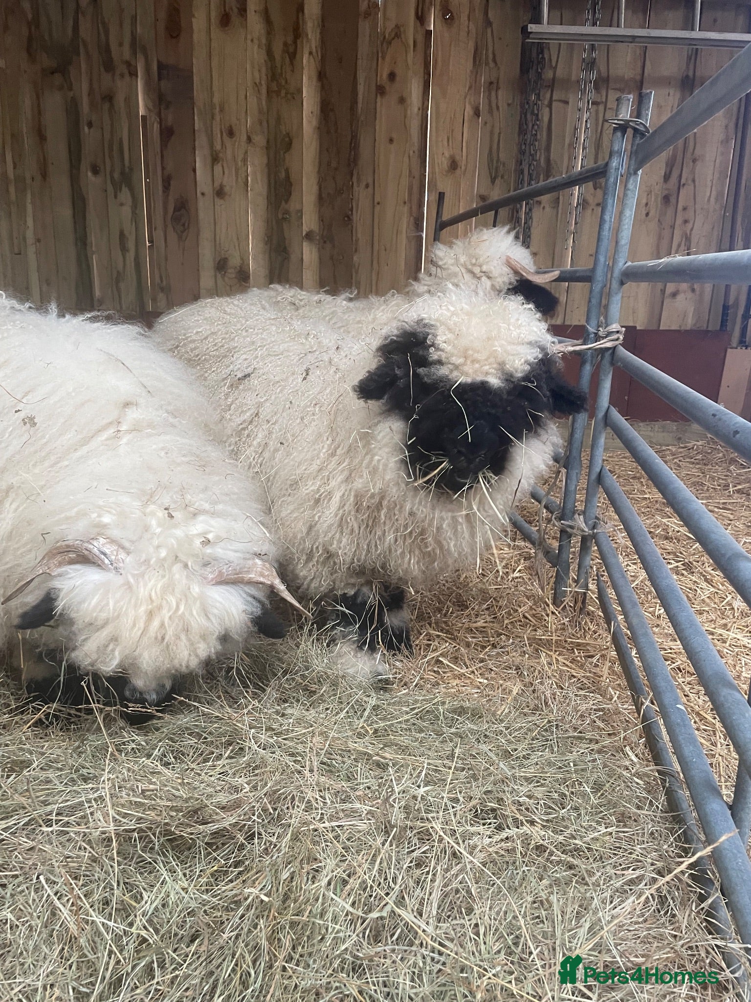 Sheep livestock VALAIS BLACKNOSE WETHER LAMBS £100 EACH - Advert 6