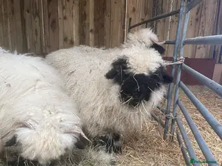 Sheep livestock VALAIS BLACKNOSE WETHER LAMBS £100 EACH - Advert 6