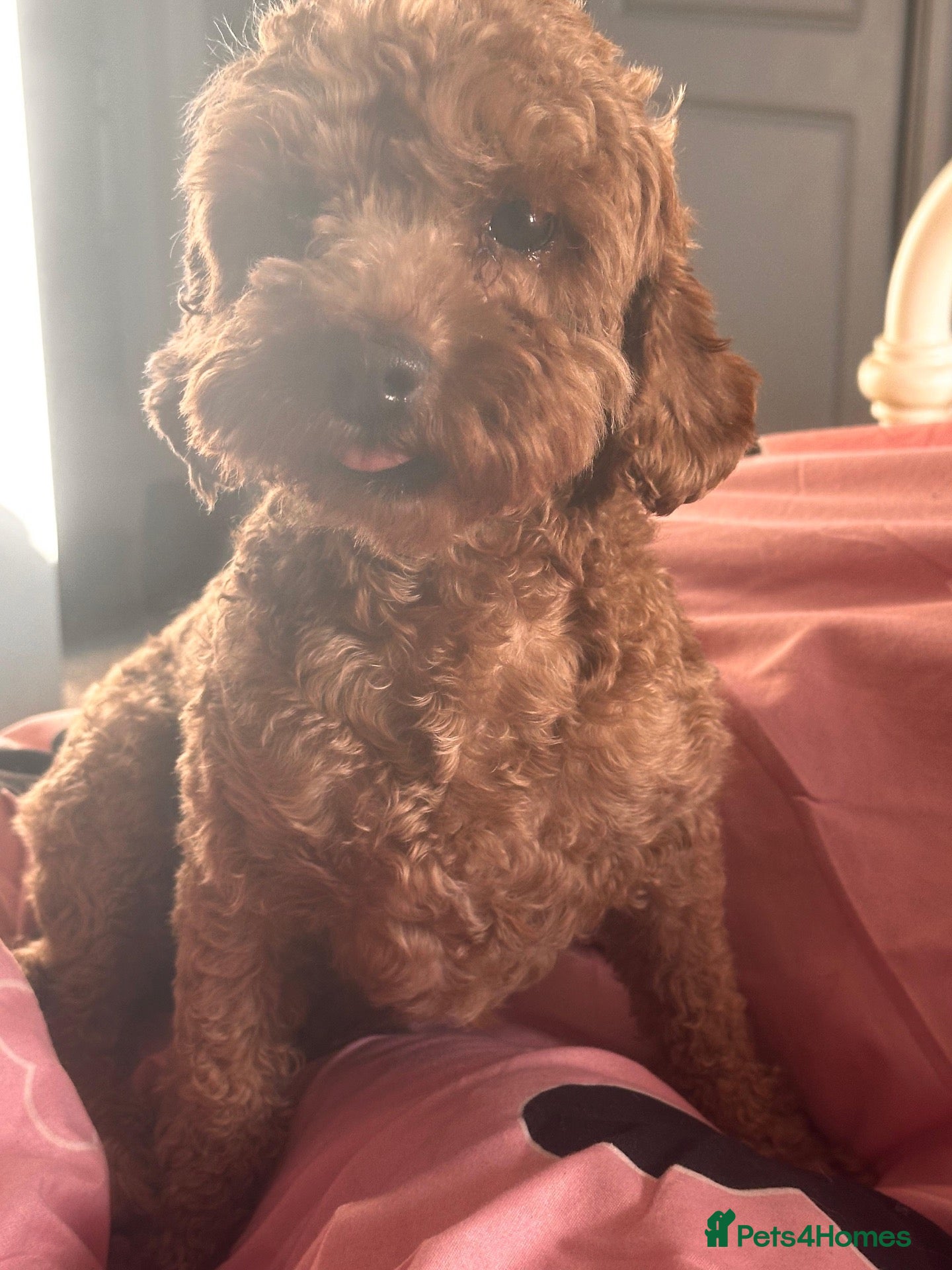 Toy Poodle dogs KC Registered Red Toy Poodle - Advert 2