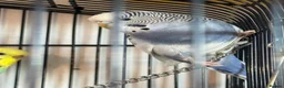 Budgerigars birds for sale: 2 beautiful paired budgies in Reigate - Advert 2
