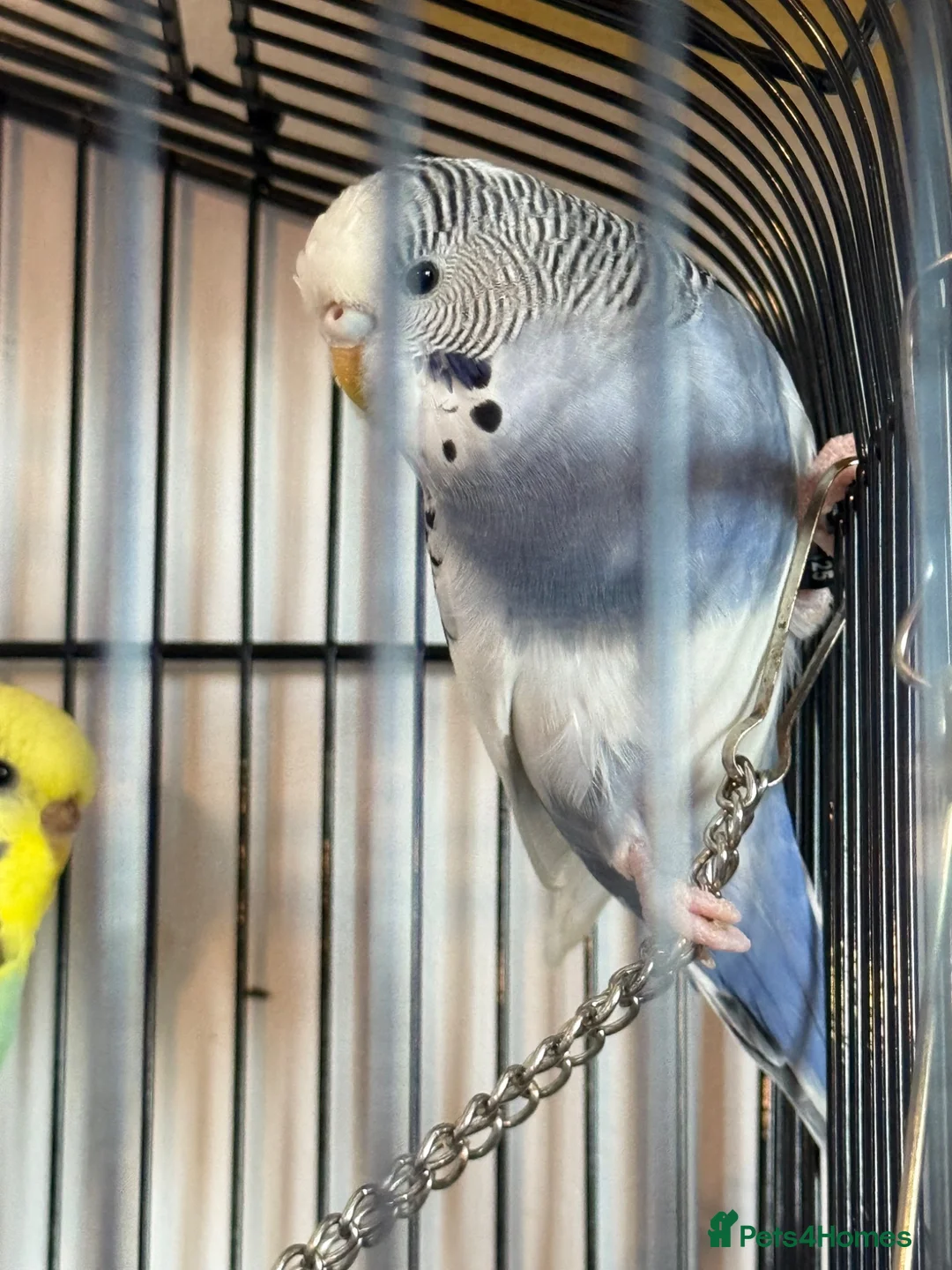 Budgerigars birds for sale: 2 beautiful paired budgies in Reigate - Advert 2