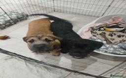 Mixed Breed dogs for sale: 2 loving/energetic pups for rehoming together  - Advert 2