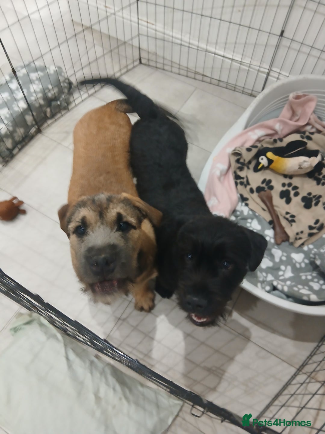 Mixed Breed dogs for sale: 2 loving/energetic pups for rehoming together  - Advert 2
