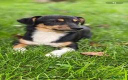 Mixed Breed dogs for adoption: 💖🐶 TINA 🐶💖 - Image 10