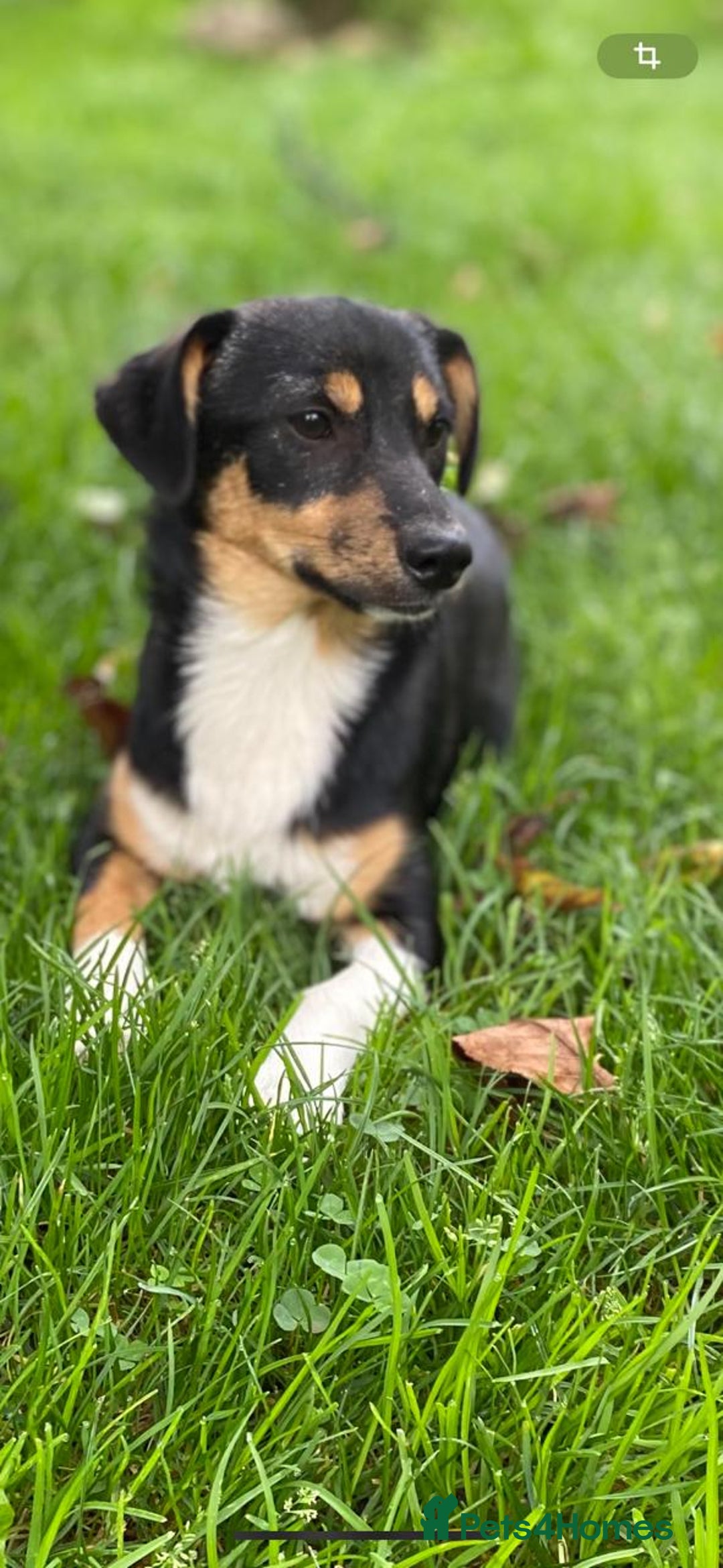 Mixed Breed dogs for adoption: 💖🐶 TINA 🐶💖 - Image 10