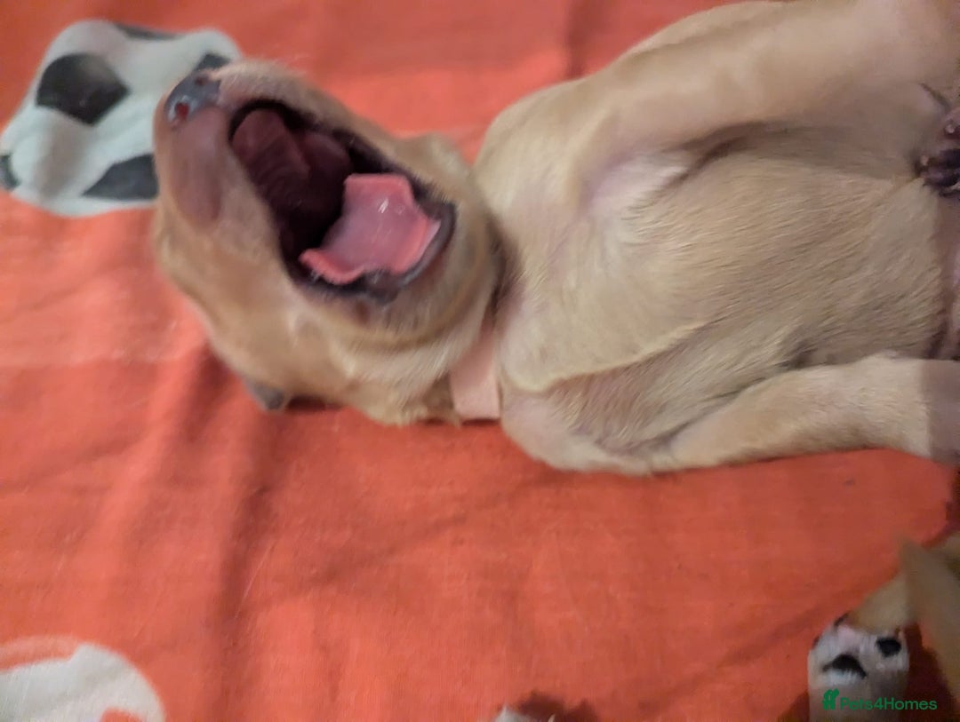 Golden Retriever dogs for sale: Golden retriver puppies (2 girls reserved) - Advert 5