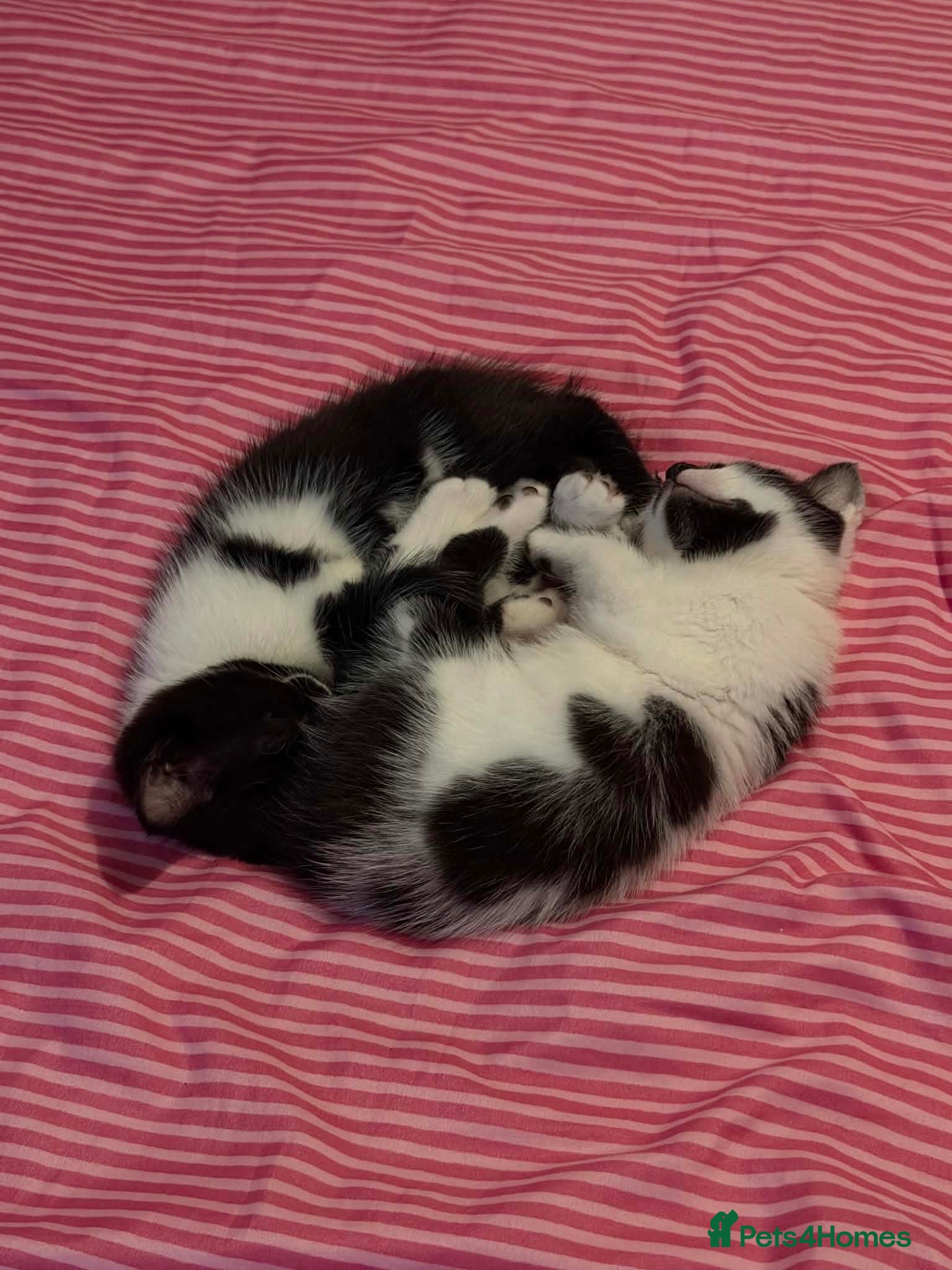 Domestic Shorthair cats 🐾3 Domestic shorthair kittens black-white/ginger - Advert 19