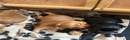 Cocker Spaniel dogs for sale: KC Registered Working Cocker Spaniel Puppies - Advert 20