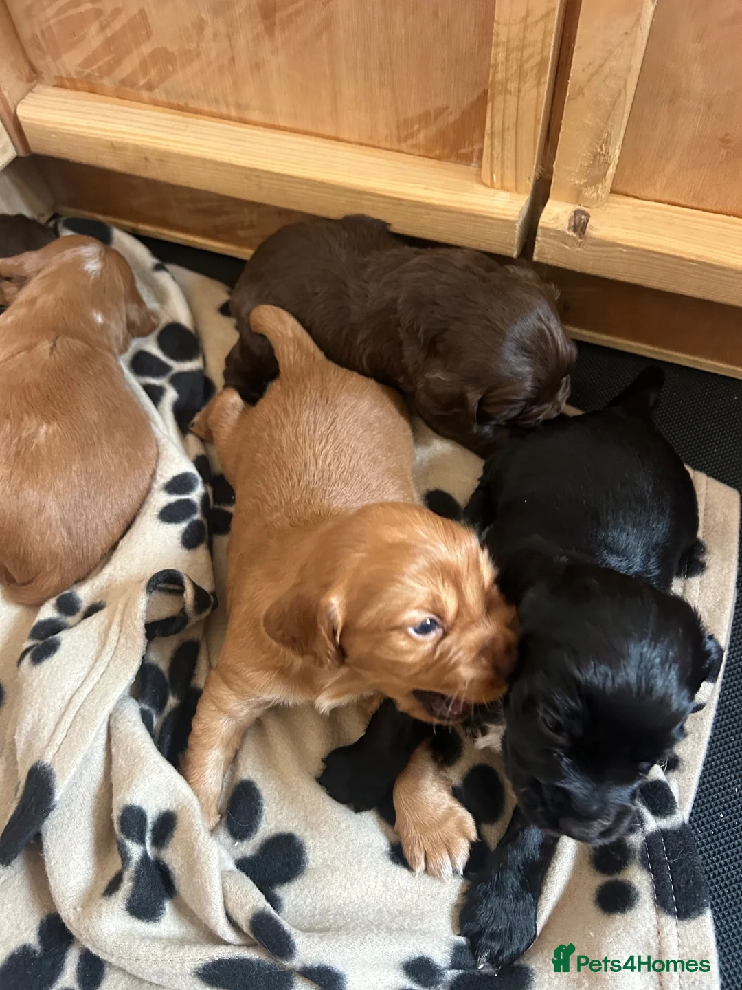 Cocker Spaniel dogs for sale: KC Registered Working Cocker Spaniel Puppies - Advert 20