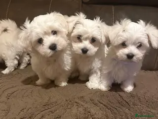 Maltese dogs Selling Bichon Maltese - Advert 1