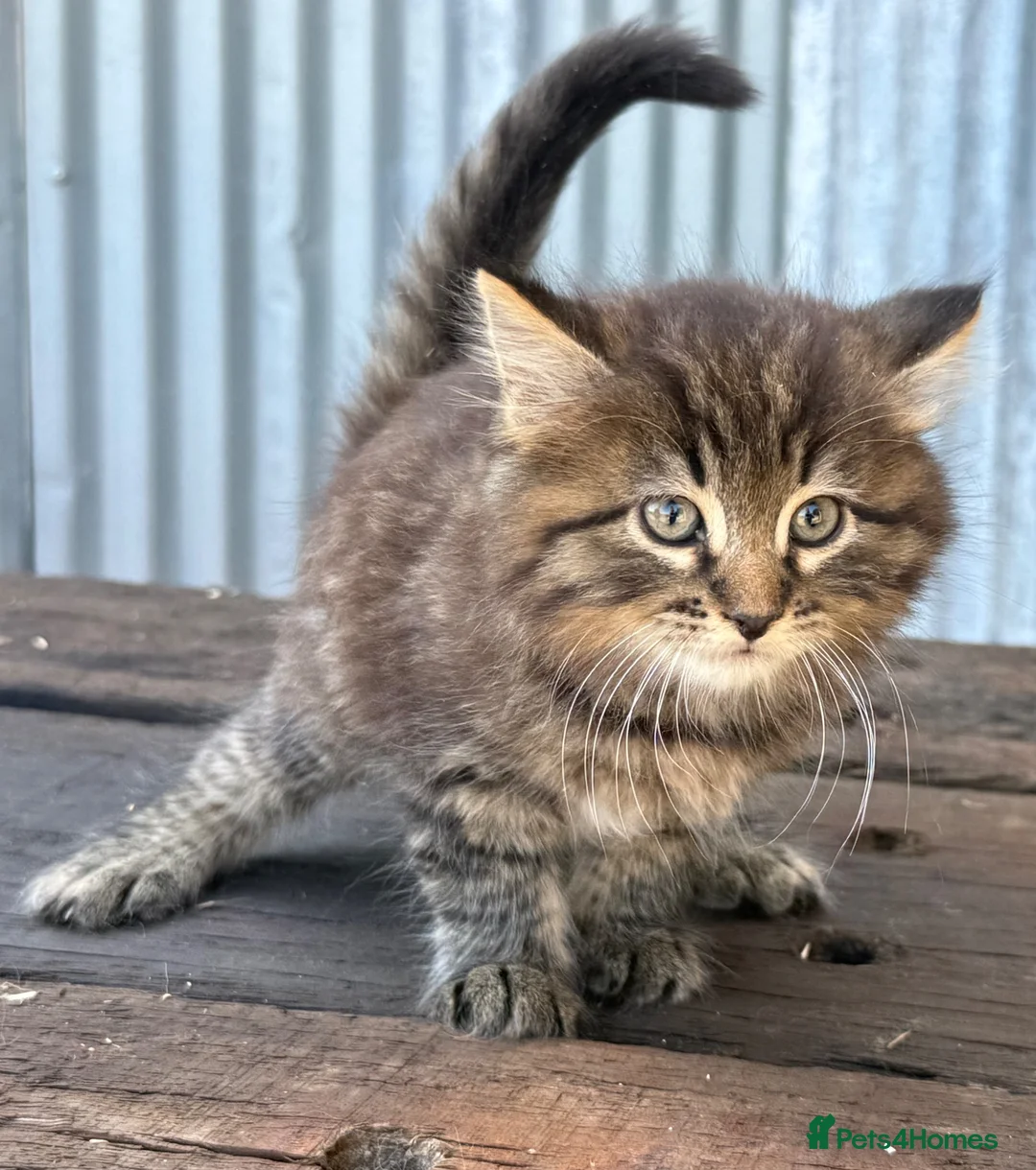 Maine Coon cats for sale: Stunning Maine coon x kitten  - Advert 12