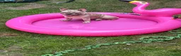 French Bulldog dogs for sale: Merle French bulldog in Sheffield - Advert 2