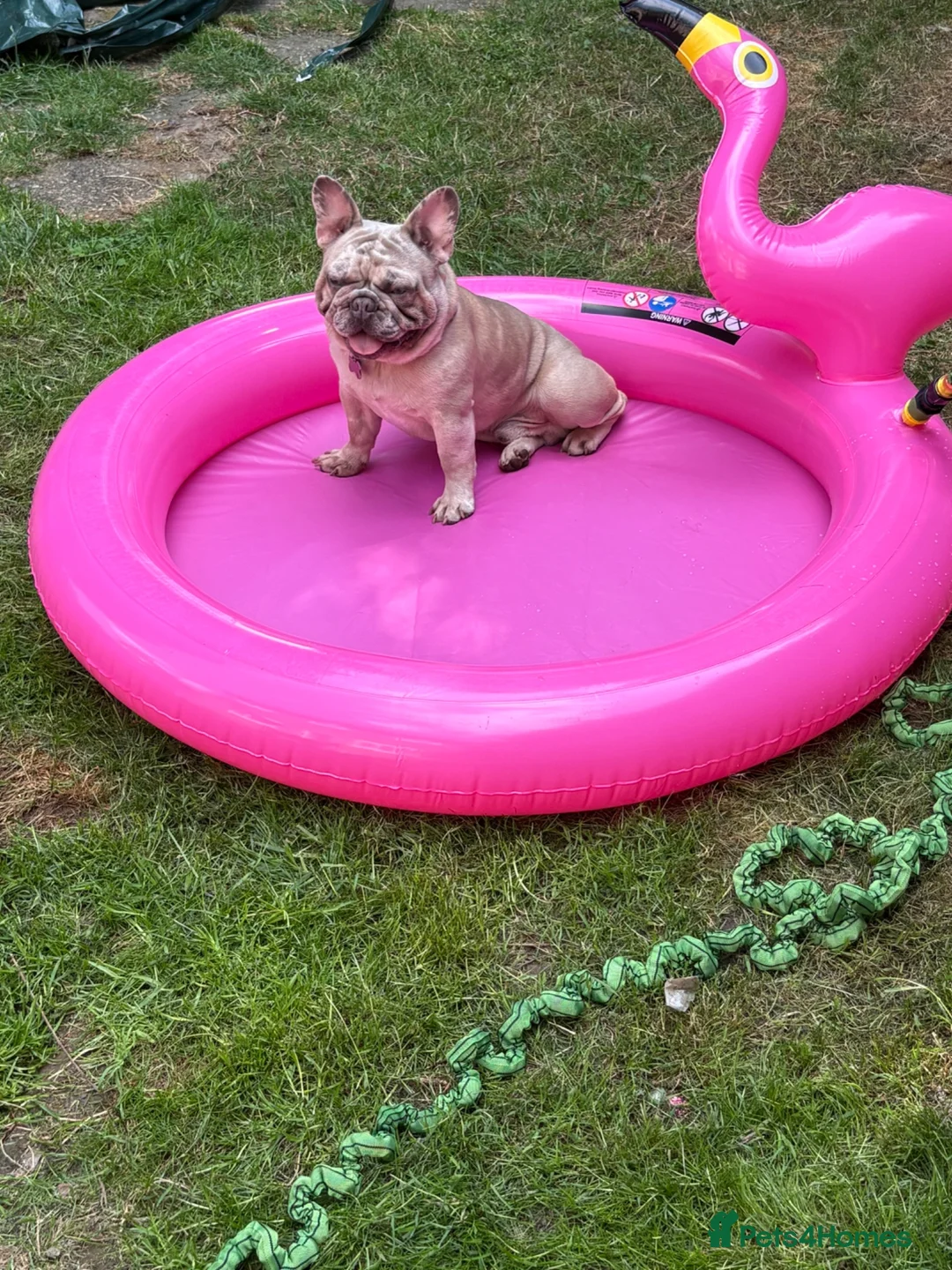 French Bulldog dogs for sale: Merle French bulldog in Sheffield - Advert 2