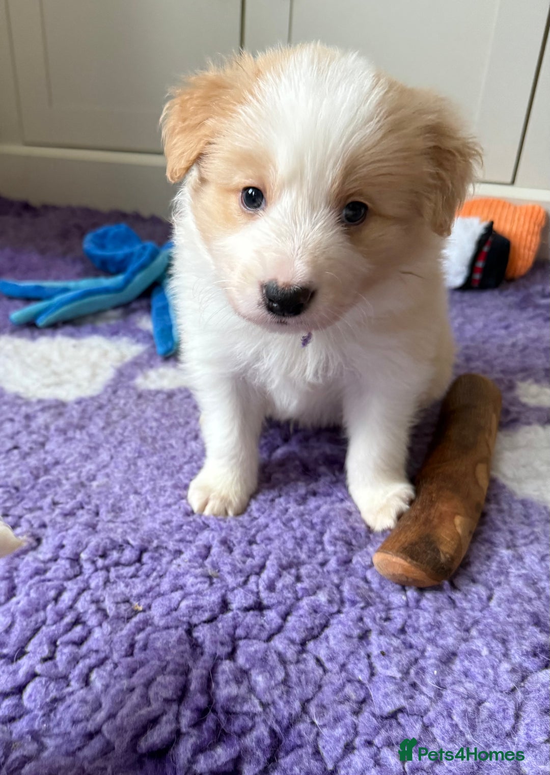 Border Collie dogs for sale: Stunning Traditional Show Line Health Tested Pups - Advert 11