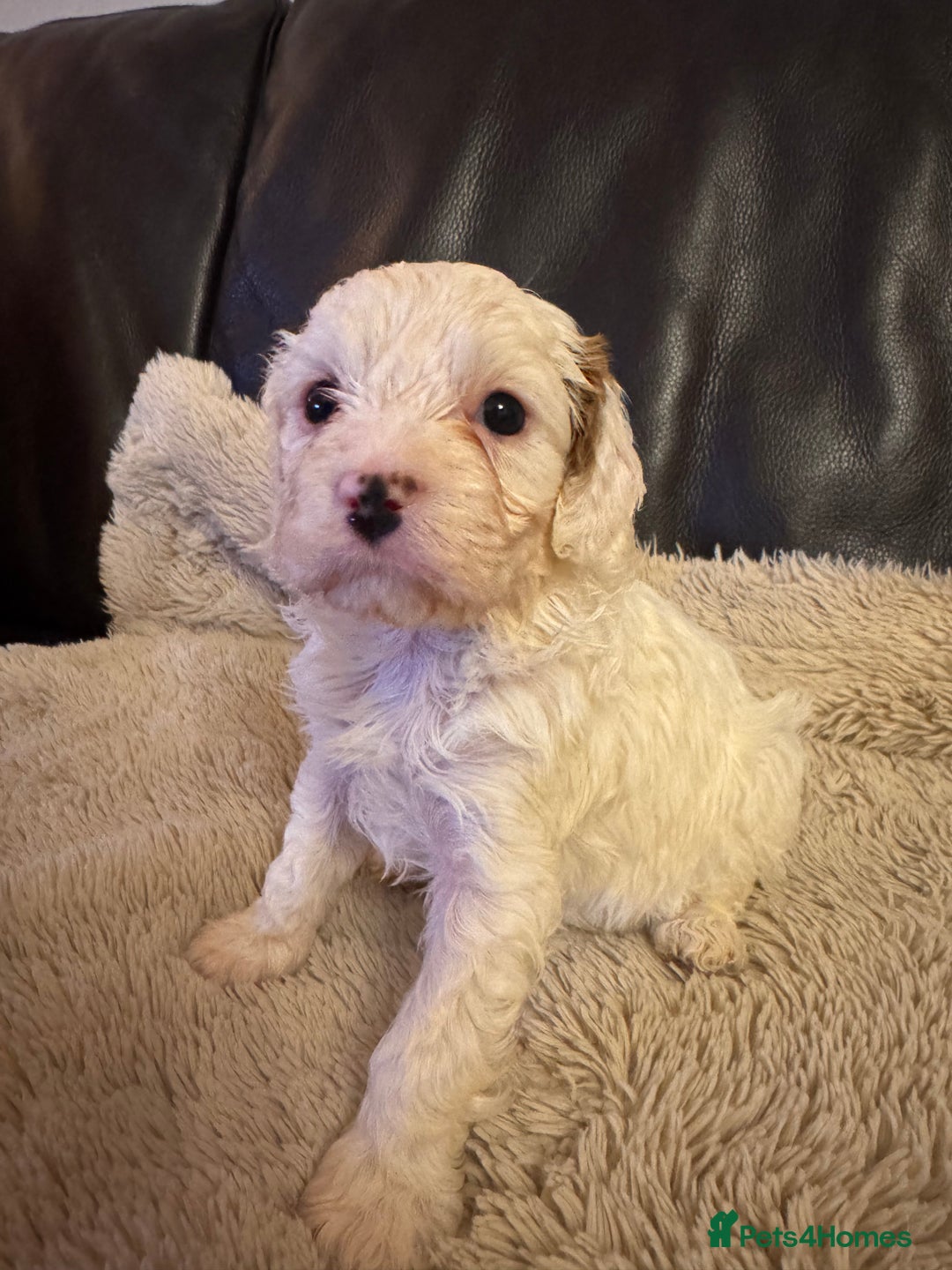 Cavapoo dogs for sale: Stunning F1 Toy Cavapoo puppies  - Advert 31