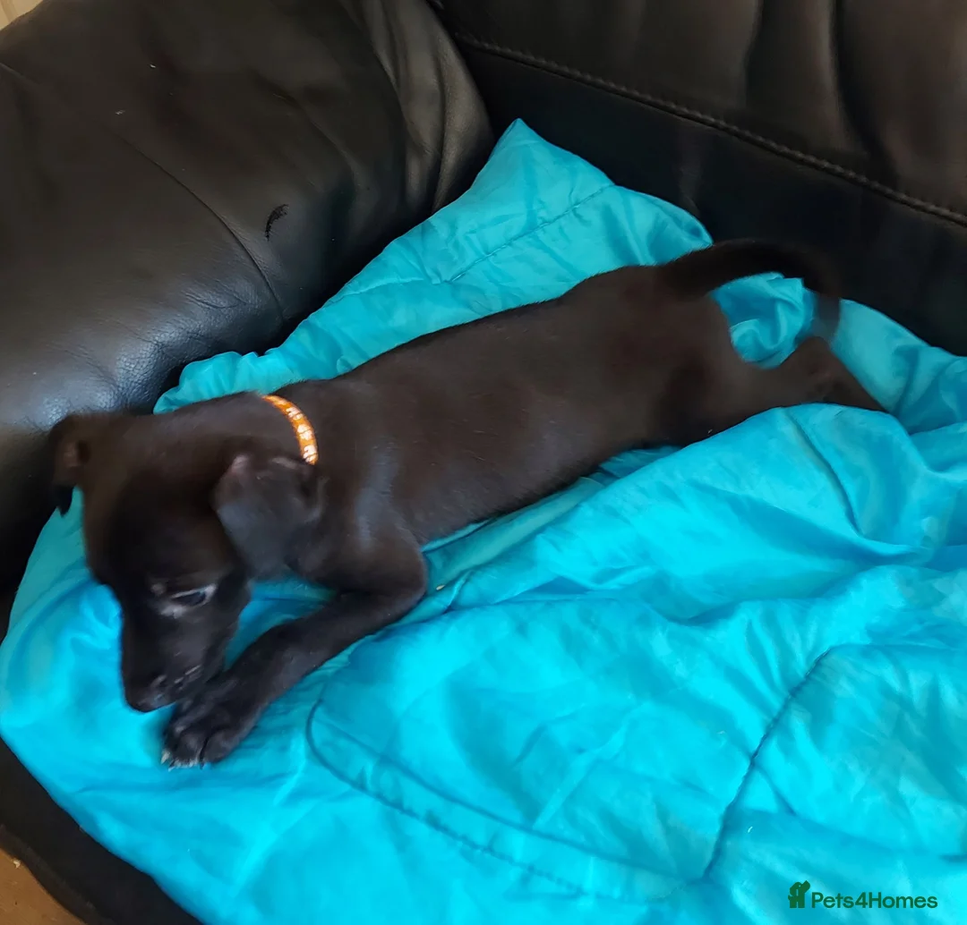 Mixed Breed dogs for sale: 4 BEAUTIFUL MALE LURCHER PUPS READY NOW - Advert 2