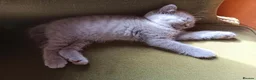 British Shorthair cats for sale: Stunning blue pedigree kittens TICA registered  - Advert 12
