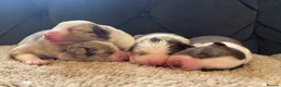 Border Collie dogs for sale: 🐾OUTSTANDING *UNIQUE* BORDER COLLIE PUPPIES🐾 - Advert 22