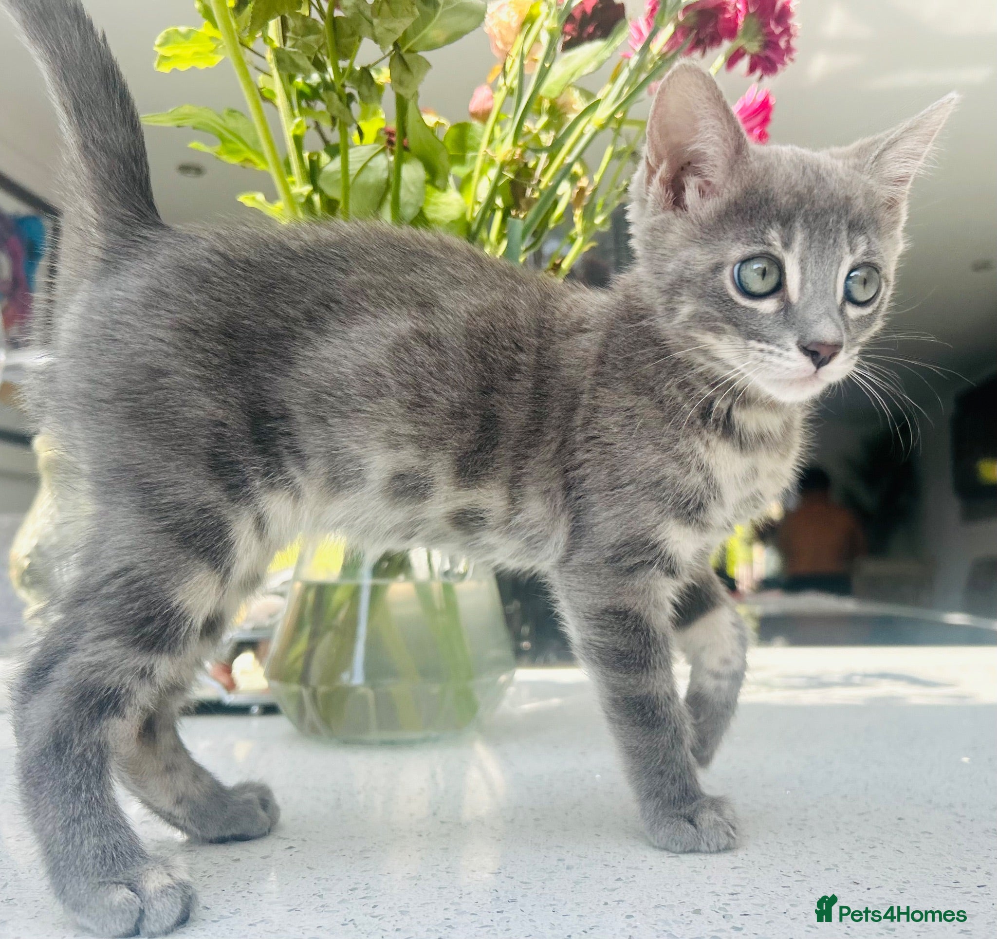 Bengal cats 3 Beautiful Female Blue TICA Reg Bengal kittens  - Advert 7