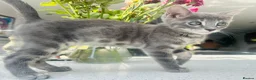 Bengal cats for sale: 3 Beautiful Blue Female TICA Reg Bengal kittens  - Advert 9