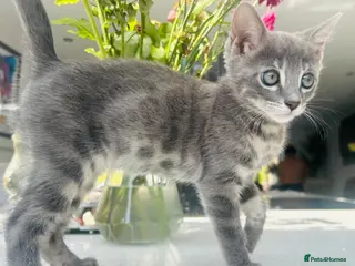 Bengal cats 3 Beautiful Female Blue TICA Reg Bengal kittens - Advert 7