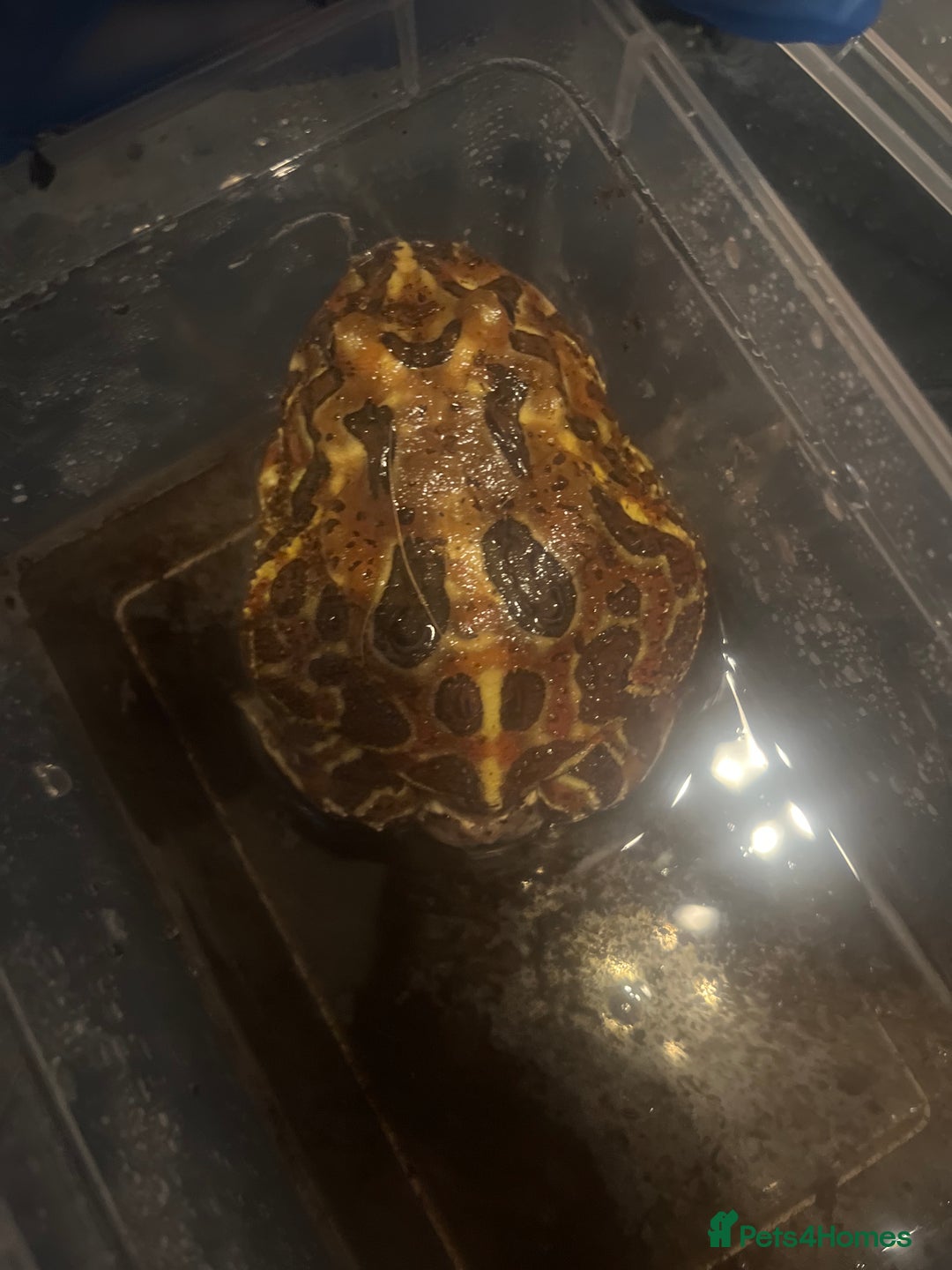 Frog reptiles for sale: Male Pac man frog for sale - Image 2