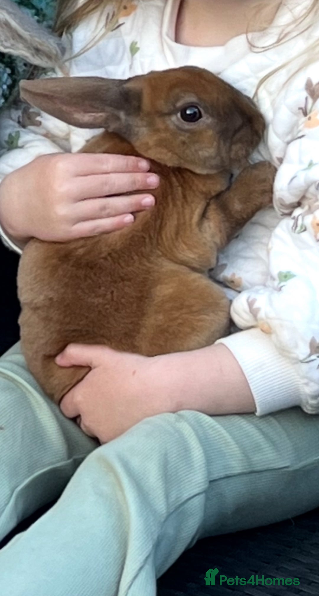 Rex rabbits for sale: Mini Rex buck  - Image 2
