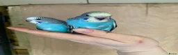 Budgerigars birds for sale: Hand tame baby budgies available  - Advert 7