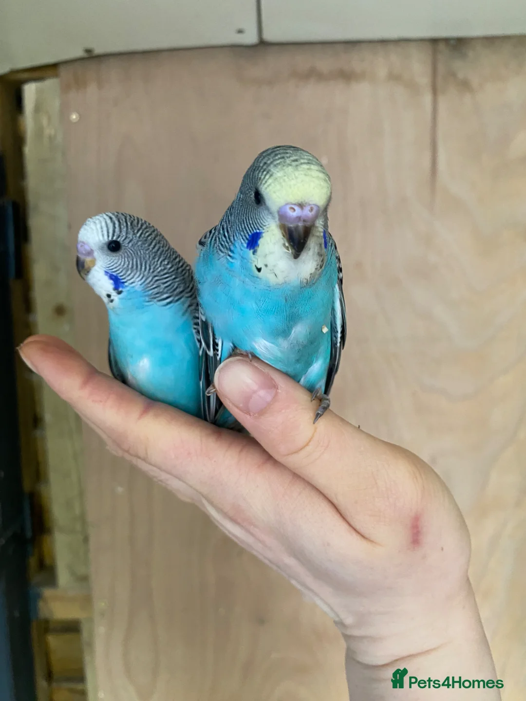 Budgerigars birds for sale: Hand tame baby budgies available  - Advert 7