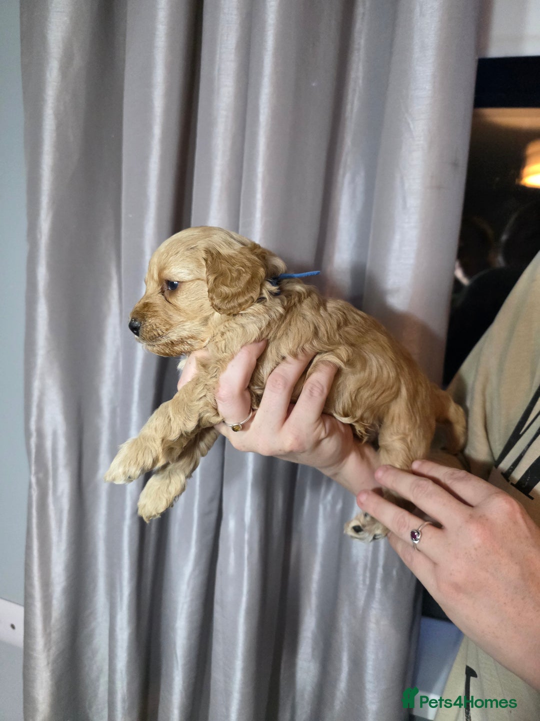 Cockapoo dogs for sale: Cockapoo puppies   - Advert 11