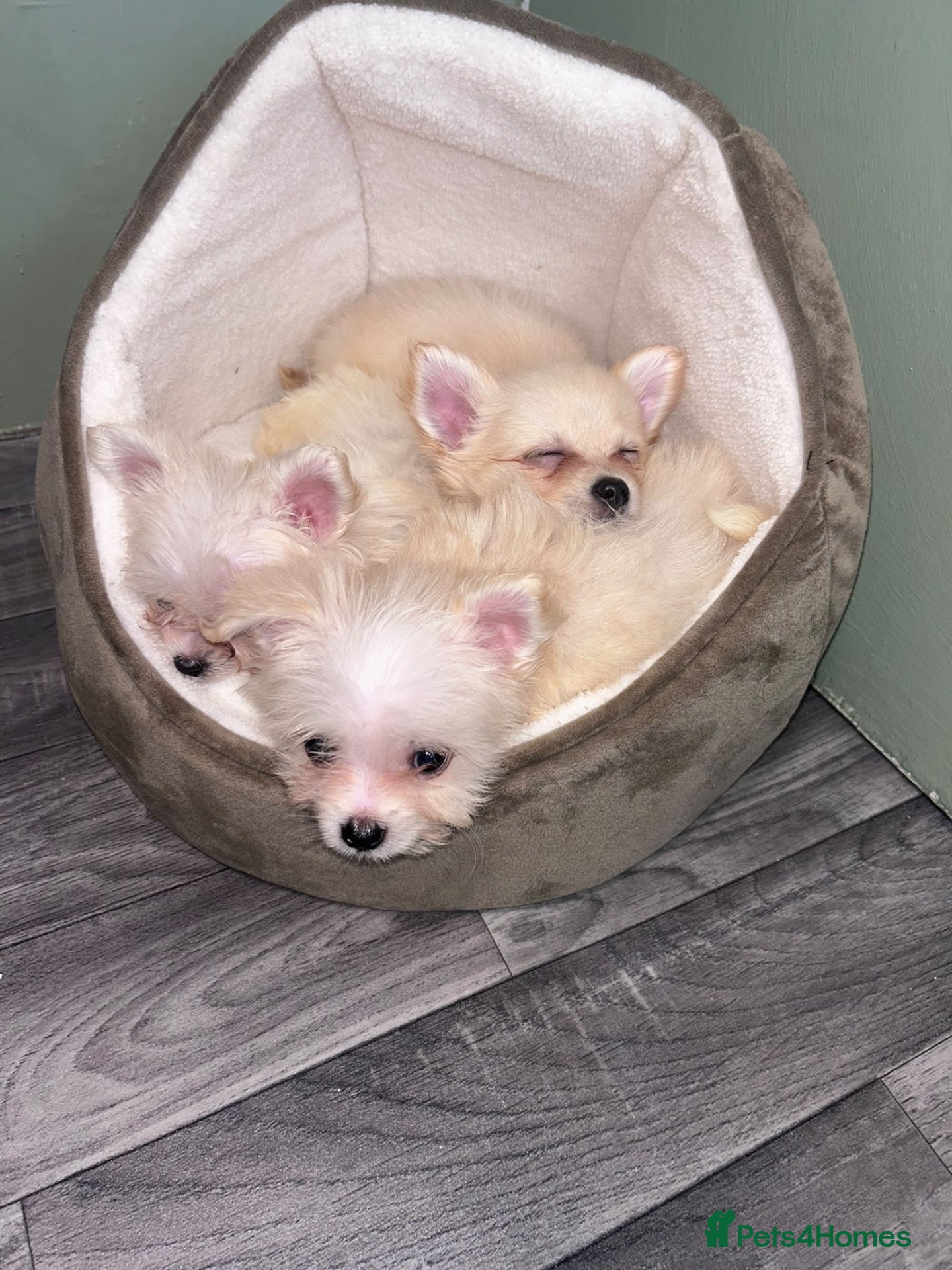 Pomchi dogs Pomchi  - Advert 1