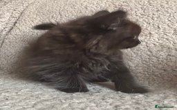 Ragdoll cats for sale: Gorgeous Kittens Available  - Image 10