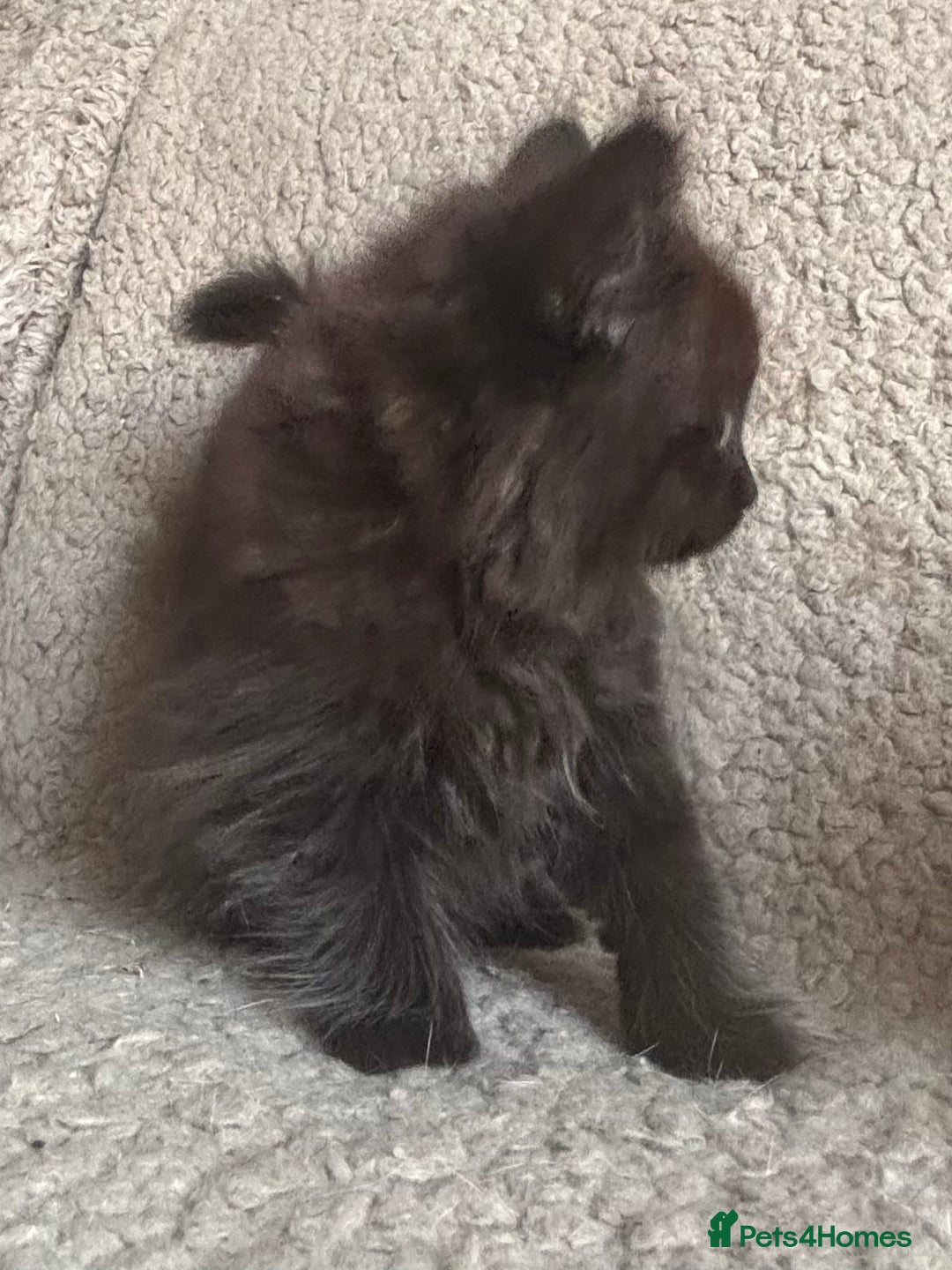 Ragdoll cats for sale: Gorgeous Kittens Available  - Image 10