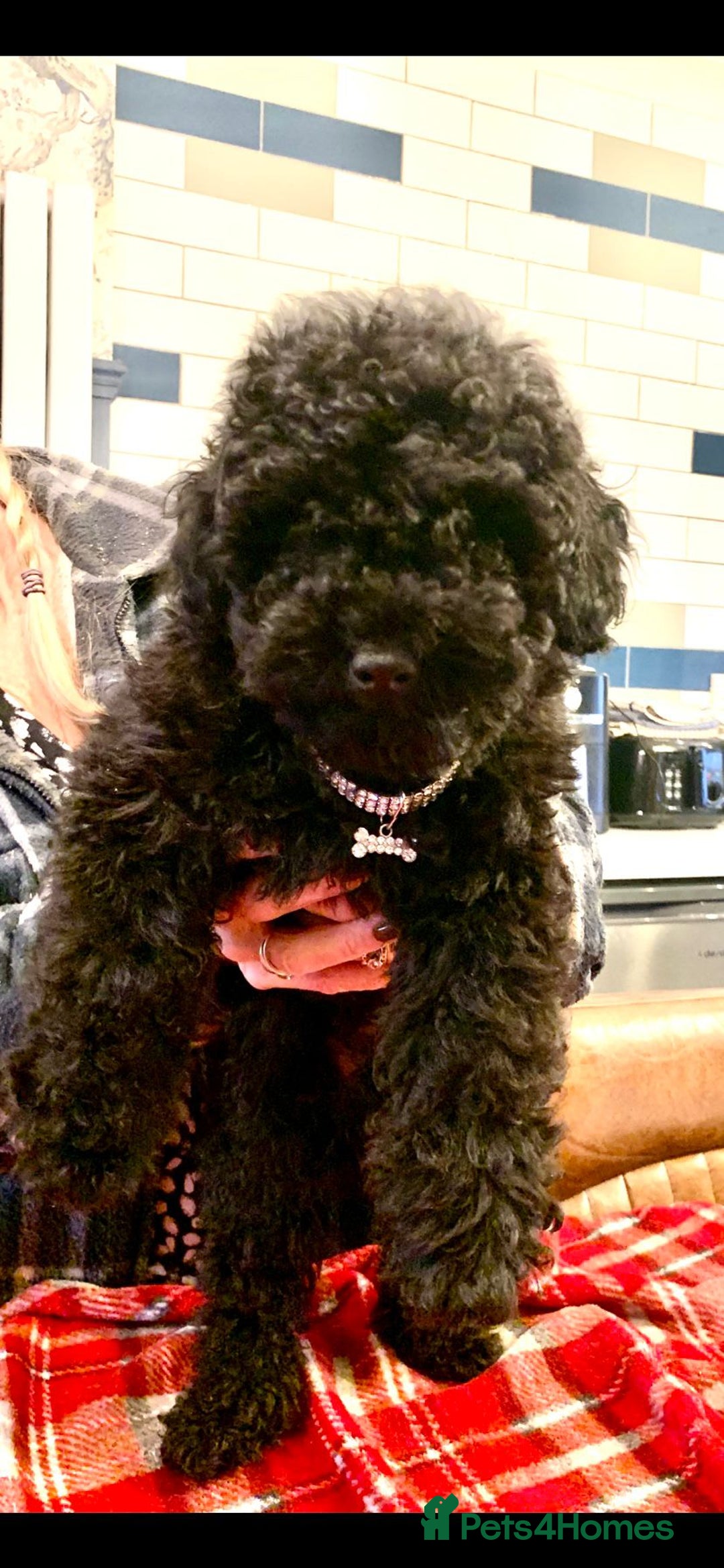 Toy Poodle dogs for sale: Quality pups from health tested parent's  - Advert 6