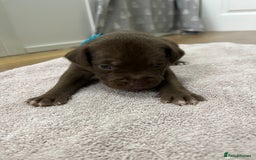American Bull Staffy dogs for sale: Staffy Bull Puppies - Image 5