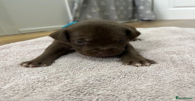American Bull Staffy dogs - Advert 1