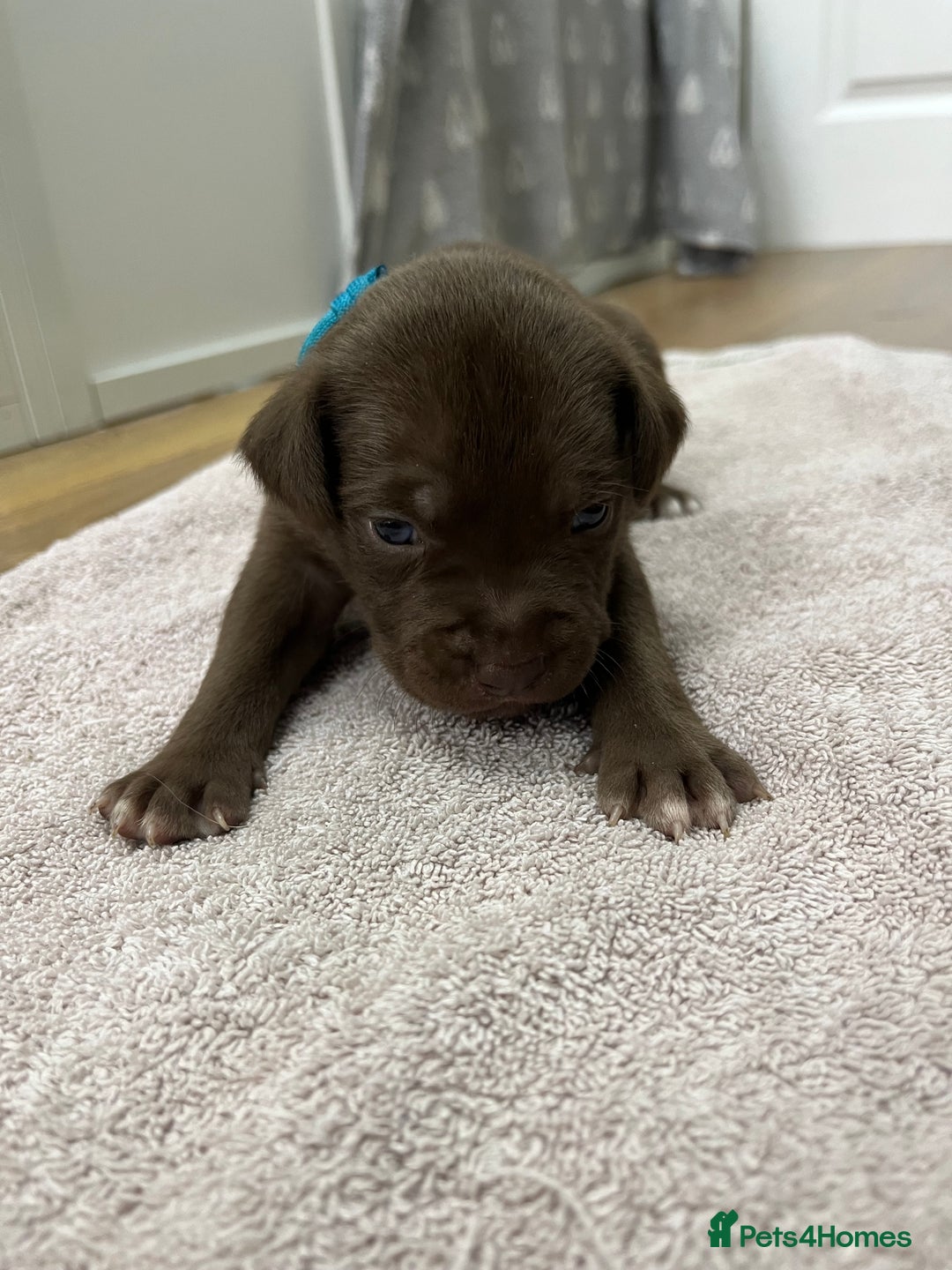 American Bull Staffy dogs for sale: Staffy Bull Puppies - Image 5
